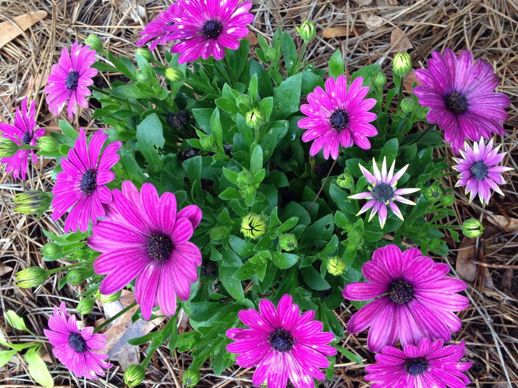 Osteospermum Tradewinds Deep Purple